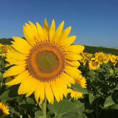 Летний дом Puechblanc Et D'hote Dans Le Triangle D'or Gaillac-albi-cordes Sur Ciel Fayssac