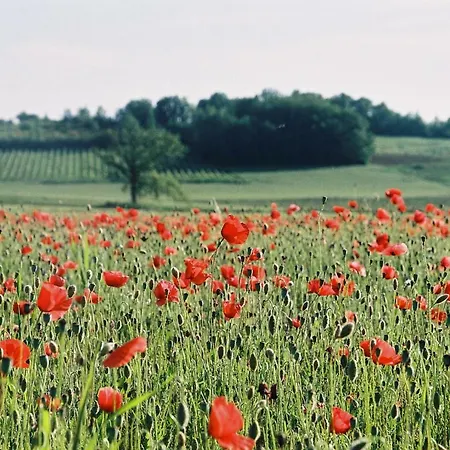 Puechblanc Et D'hôte Dans Le Triangle D'or Gaillac-albi-cordes Sur Ciel Fayssac